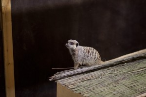 Meerkat at Bunny Park