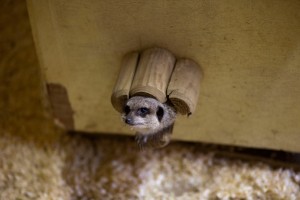 Meerkat at Bunny Park