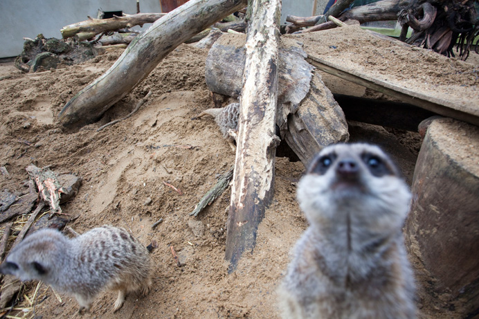 Meerkat at Bunny Park