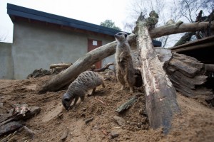 Meerkats at Bunny Park