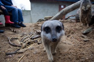 Meerkats at Bunny Park