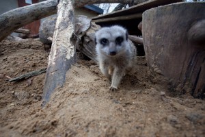 Meerkats at Bunny Park