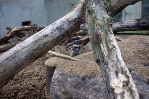 Meerkats at Bunny Park