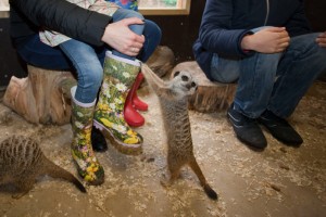 Meerkats at Bunny Park