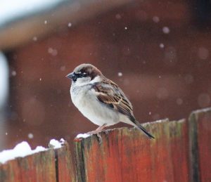 Picture 1 Sparrow on snowy garden fence by Harpreet Gehdu