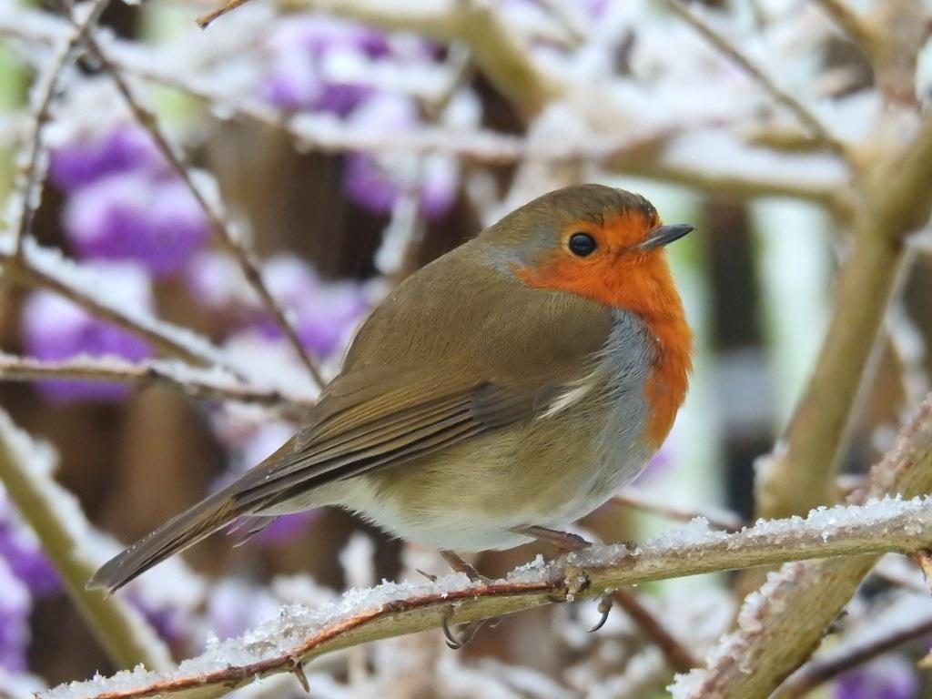 Picture 3 Robin in wintry garden by Ian Strachan