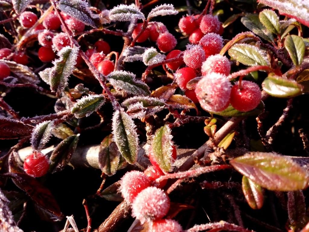 Picture 5 Frosty berries by Evgeniya Mamedova