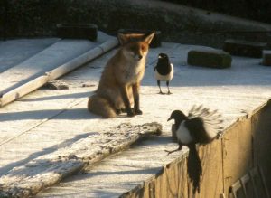 Picture 7 Fox vs magpies in garden by Liz Scarff