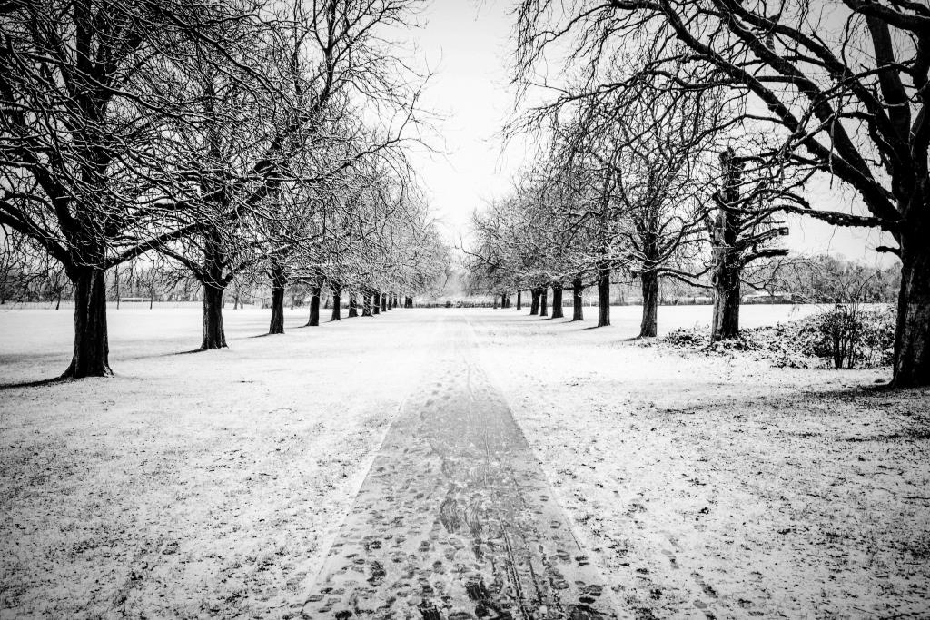 Picture 8 Scotch Common avenue of trees in snow by Imran Malik