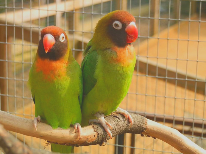 Black-masked-Lovebird