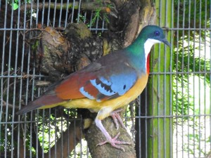 Mindanao-bleeding-heart-dove