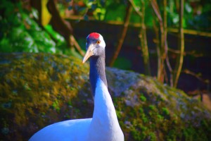 Red-crowned-crane