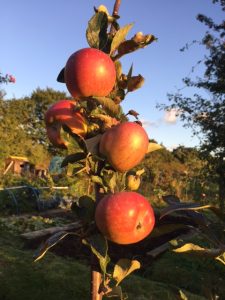 Apples growing on John's allotment