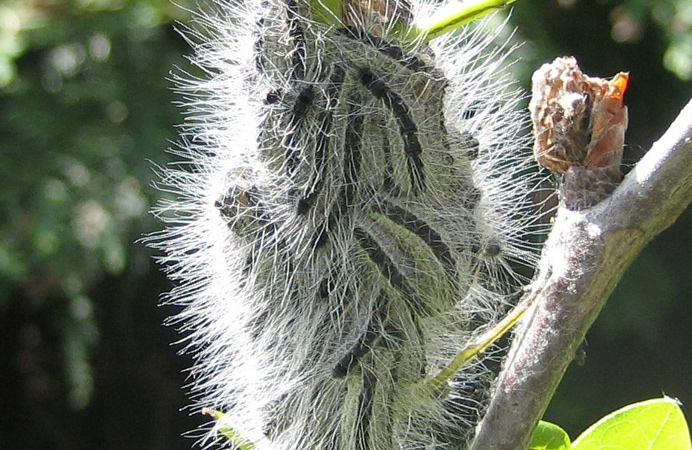OPM caterpillars in a cluster