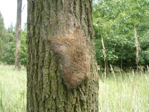 OPM nest on trunk