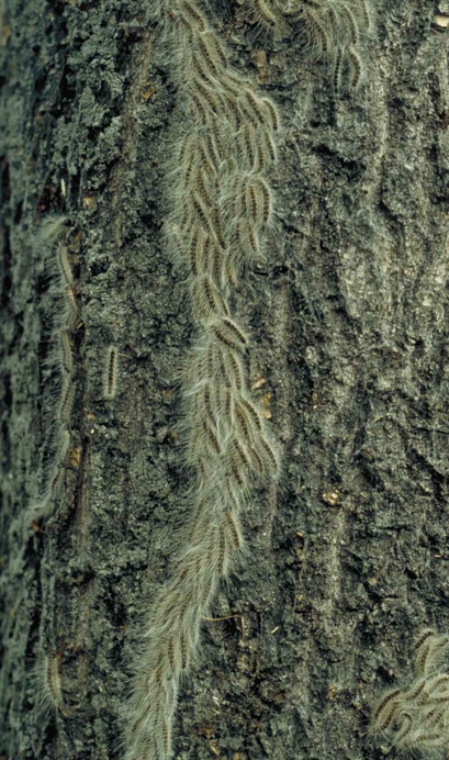 OPM caterpillar procession on trunk (by H Kuppen)