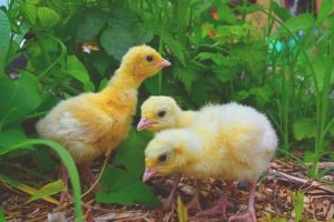 The freshly hatched turkey chicks