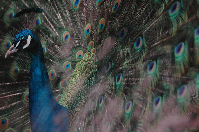 Peacock - one of the winners of 2015 Bunny Park photo contest. By Chris Slow
