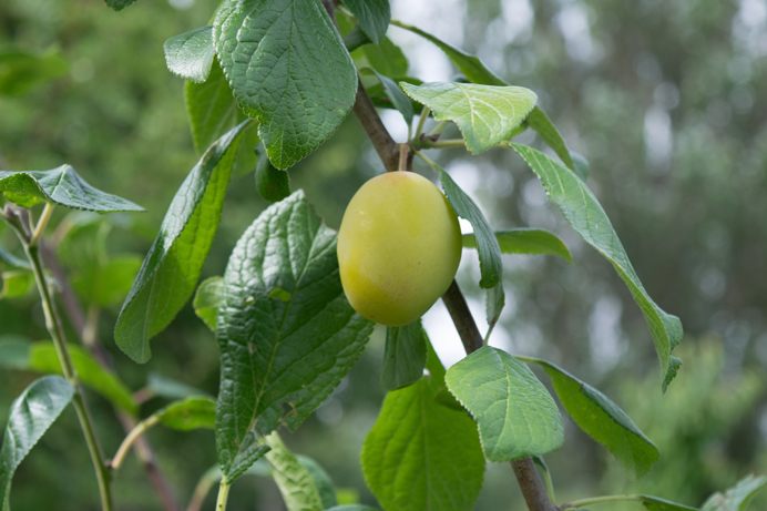 Fruit in community orchard
