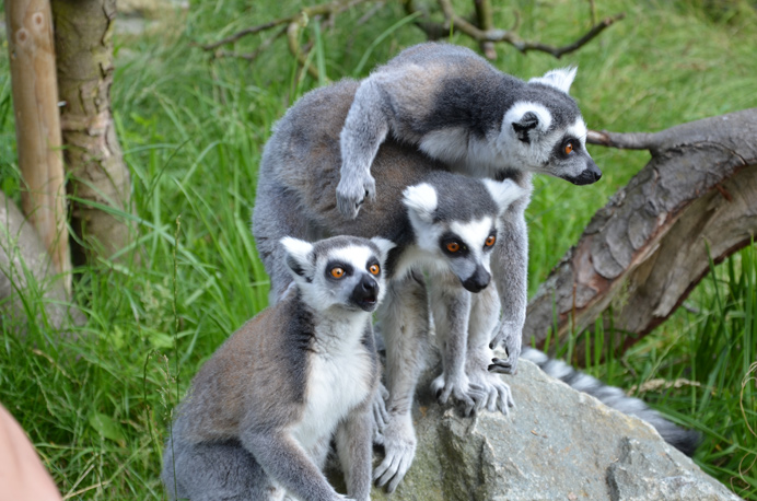 Lemurs at Hanwell Zoo