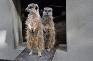 Meerkats at Hanwell Zoo