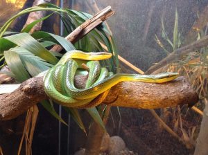 Snakes in the Jungle Walkthrough at Hanwell Zoo