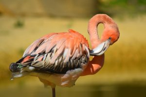 Flamingo at Hanwell Zoo