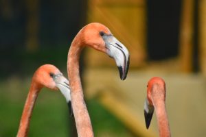 Flamingos at Hanwell Zoo