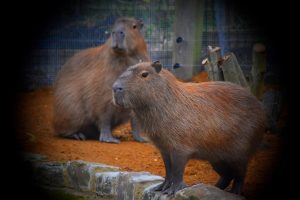 Capybaras Hydro and Tupi are new to Hanwell Zoo