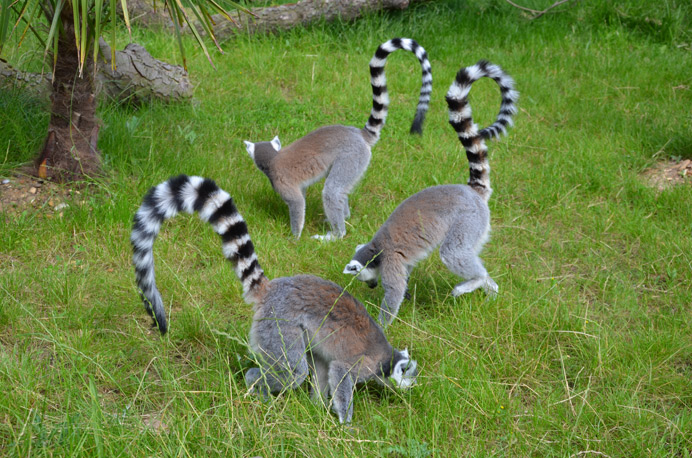 Lemurs at Hanwell Zoo