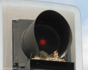 a kestrel nesting in a traffic light at the junction of Argyle Road and the Western Avenue, Perivale, by Liz Scarff