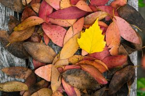 Seasons of Ealing photo competition - autumn