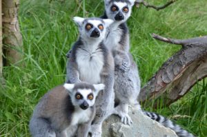 Lemurs at Hanwell Zoo have new names after our competition