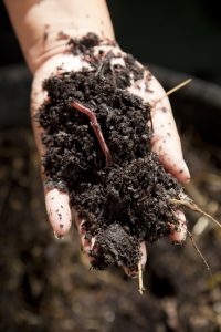 Compost is packed with nutrients for your garden