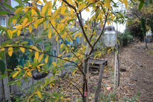 A view of the forest school