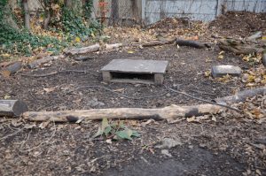 learning circle at forest school