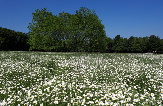 Meadow with wild flowers