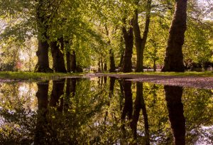 3.Walpole Park in May after a rain shower, by Pino Agnello