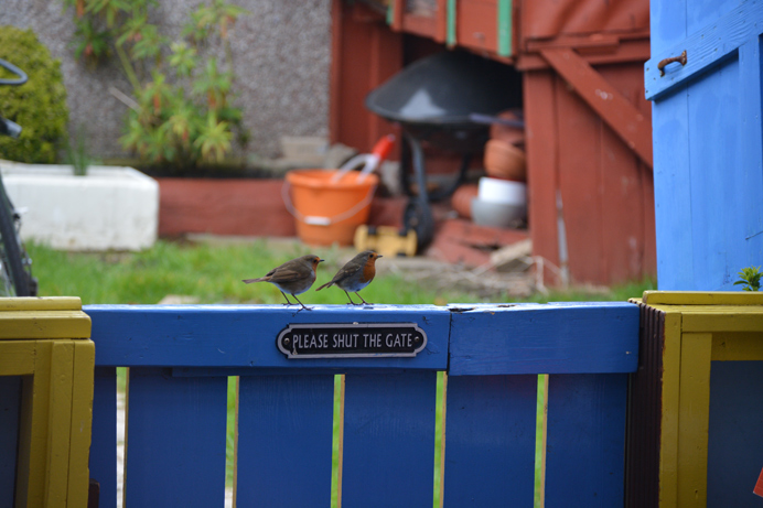 4.Pair of robins on a garden gate in Acton, looking to build a nest, by Margrit Sessions