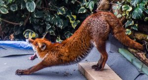 8.An awaking, stretching fox in an Acton garden, by Sheryl Hall