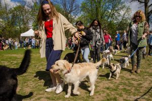 Walkies in the Park dog show at Walpole Park (by Kate Jennings)