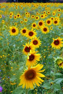 Damian Walker - sunflowers in Cayton Green Park Perivale