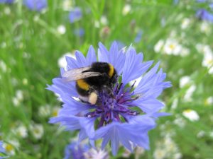 Liz Scarff - Bee on a cornflower at Gunnersbury Park