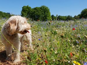 Nick Henderson - Suki the dog in Gunnersbury Park meadow