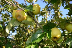 Horsenden Farm orchard - apples