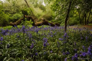 Bluebells in Elthorne Park