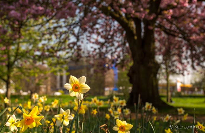 Daffodils in Acton Park - photo by Kate Jennings