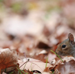 Picture 1 Anthony Bennett - Squirrel in Walpole Park