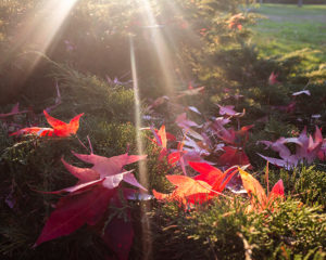 Picture 3 Caroline Farrow - rays through leaves in Brent Lodge Park