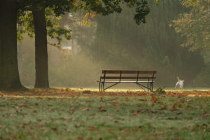 Picture 5 Danuta Krupa - morning in Walpole Park